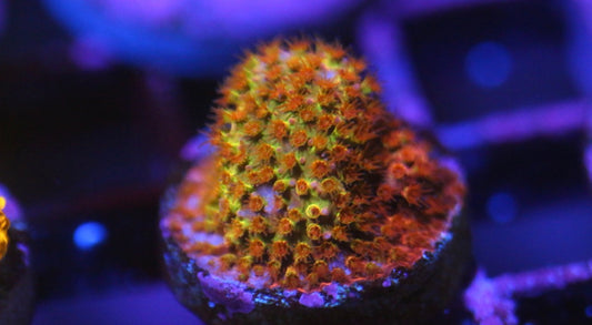 WWC Two Face Stylocoeniella