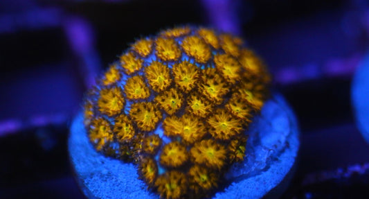 JF Spitfire Leptastrea