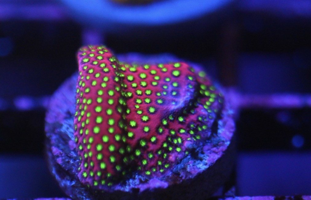 WWC Electric Daisy Stylocoeniella