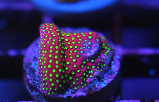 WWC Electric Daisy Stylocoeniella