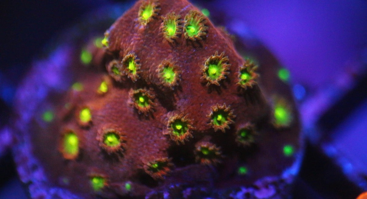 Bling Bling Cyphastrea