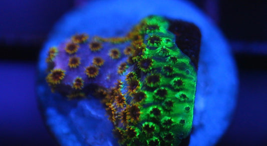 Skittlez Bomb Cyphastrea