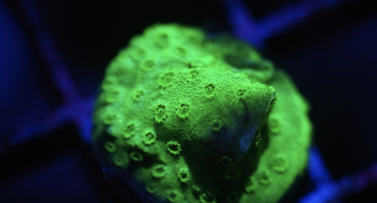 Green Cyphastrea