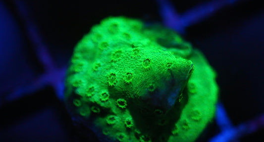 Green Cyphastrea