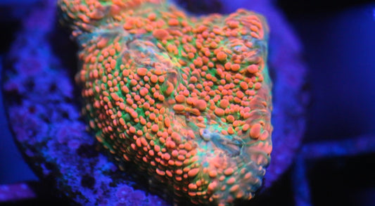 CCC Pink Spot Chalice