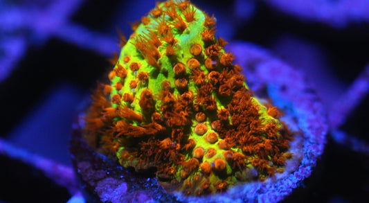 Burning Banana Stylocoeniella