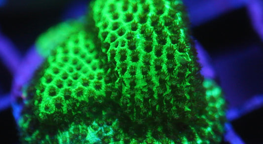 Green Porties