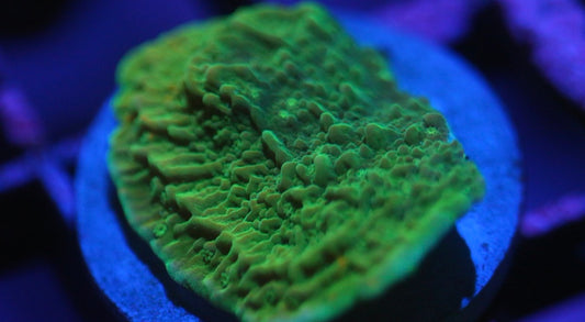 Green Montipora