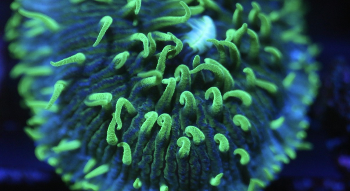 Green Fungia