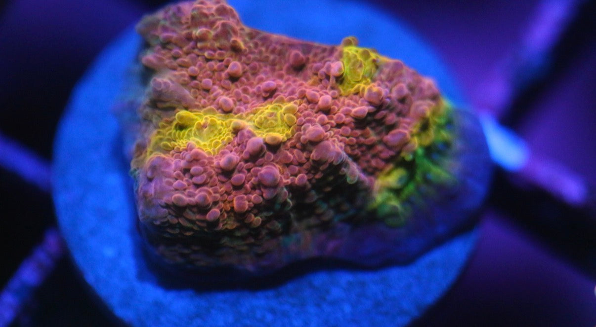 CCC Pink Invader Chalice