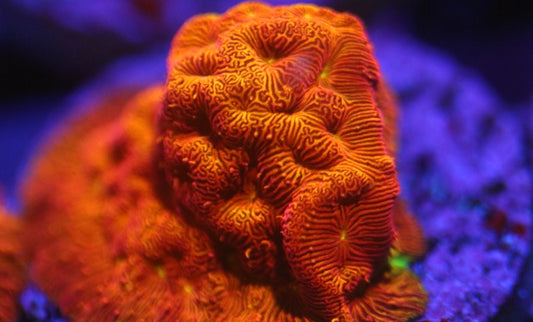 Dark Orange Jack O' Lantern Leptoseris