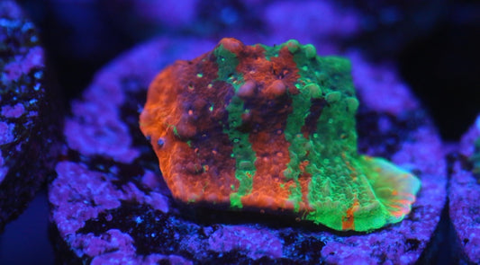 Grafted Montipora