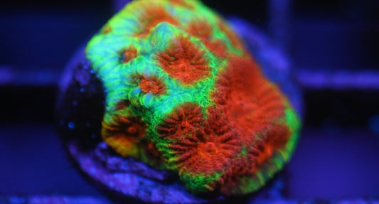 CCC Green Red Eye Favia