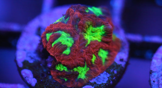 CCC Radioactive Ooze Favia