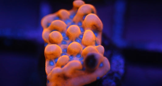 Pink Montipora