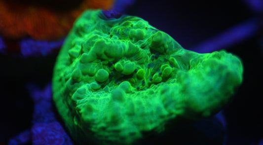 Green Bouncing Chalice