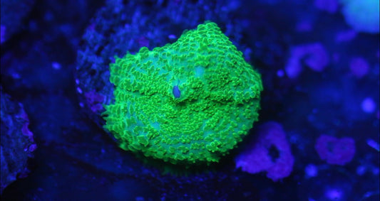 Green Rhodactis