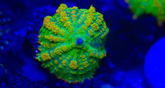 Bouncing Tequila Sunrise Mushroom