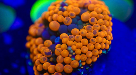 Orange Florida Ricordea