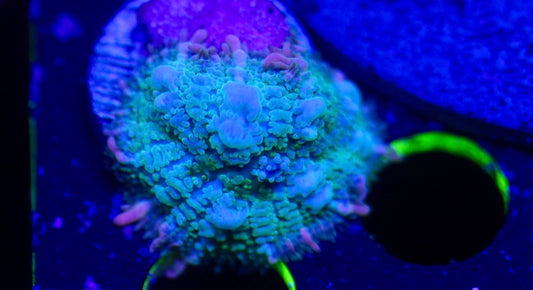 Frankenstein Mushroom