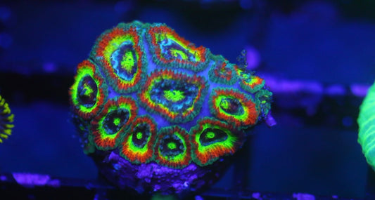Holy Grail Micromussa