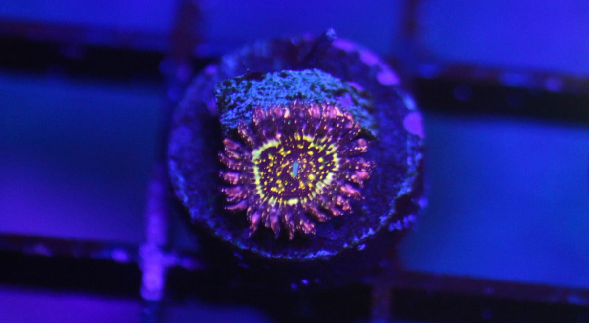 Frankie Acid Trip Zoa