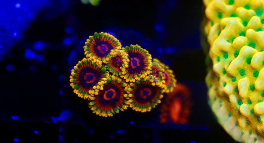 Jedi Mind Trick Zoa