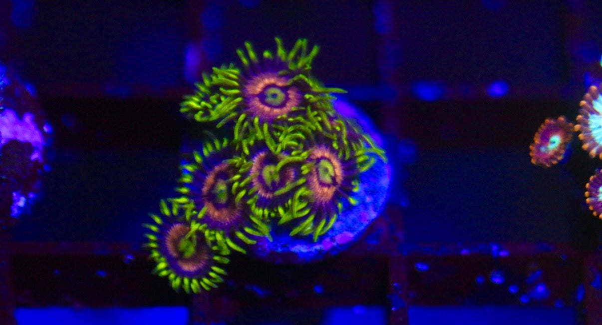 Lady Dragon Zoa