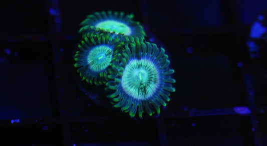 Hawaiian Ding Dangs Zoa