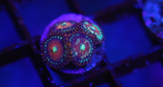 Salted Agave Zoa