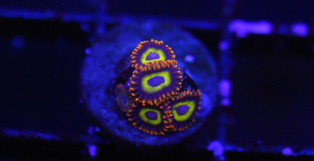 Fruit Loops Zoa