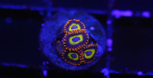 Fruit Loops Zoa