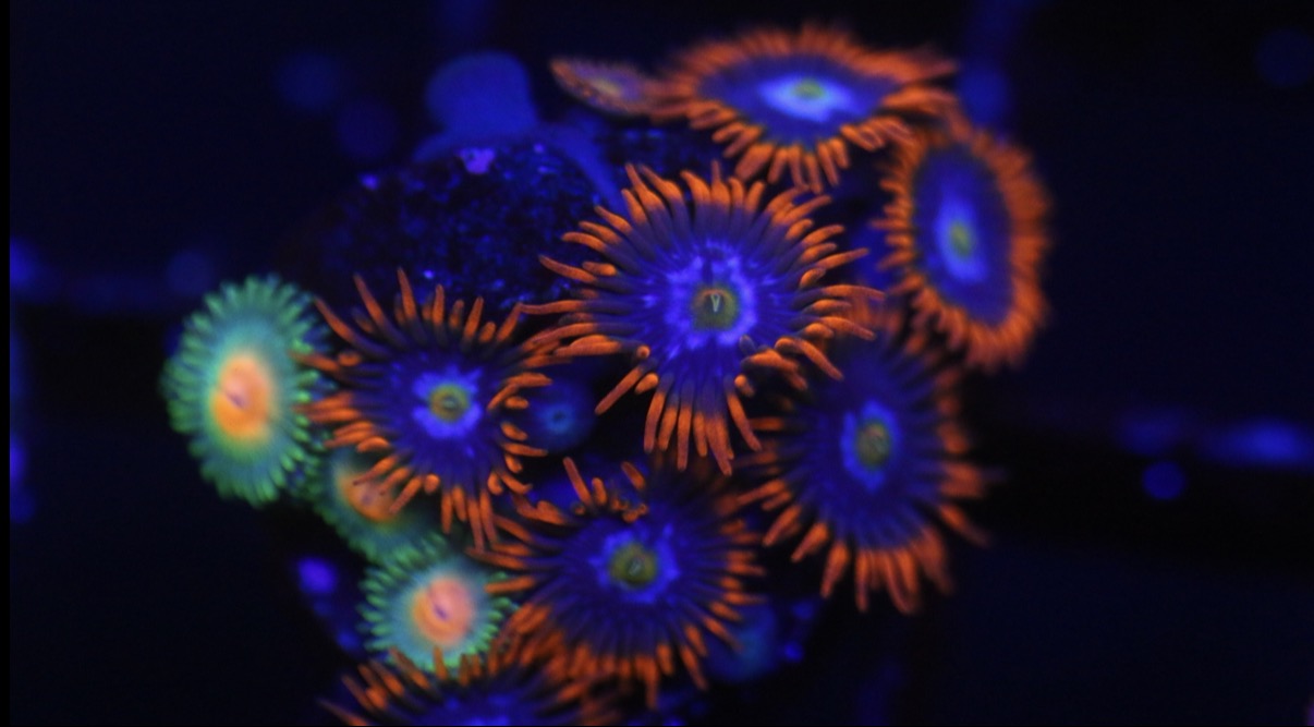 Fire and Ice Zoa