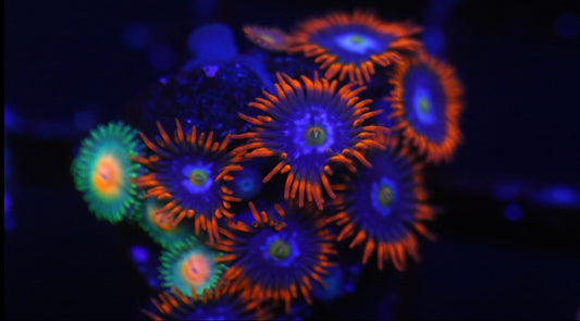 Fire and Ice Zoa