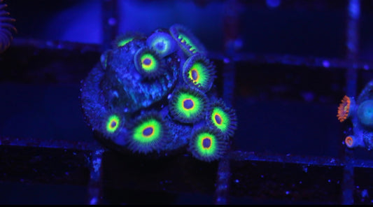 WWC Bob Marley Zoa