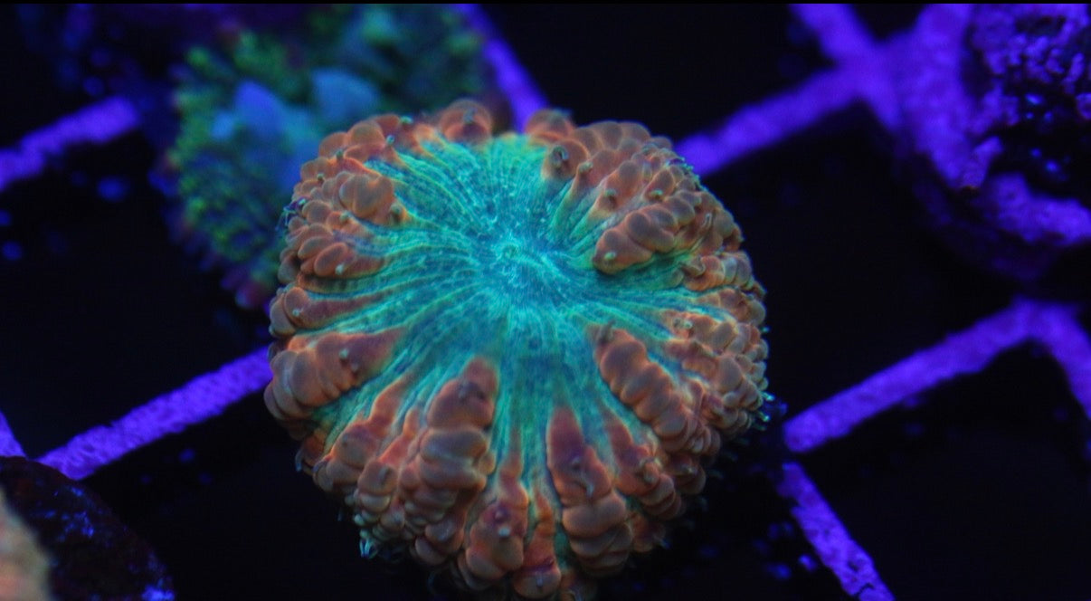 Blue and Pink Blasto