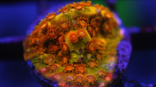 Acid Trip Cyphastrea