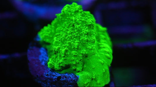 Lime Green Montipora