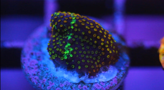 Grafted Rainbow Monti