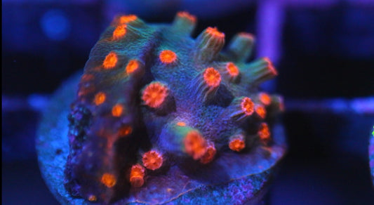 Pink Cyphastrea