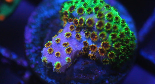 Skittlez Bomb Cyphastrea