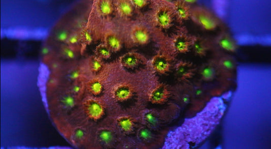 Bling Bling Cyphastrea