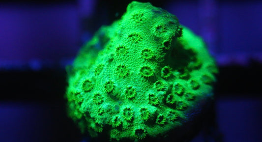Green Cyphastrea