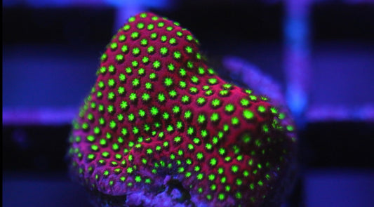 WWC Electric Daisy Stylocoeniella