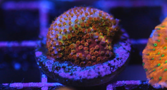 WWC Two Face Stylocoeniella
