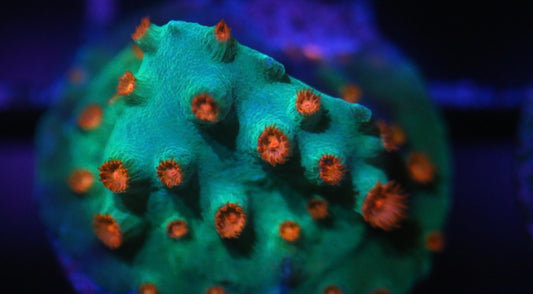 Meteor Shower Cyphastrea