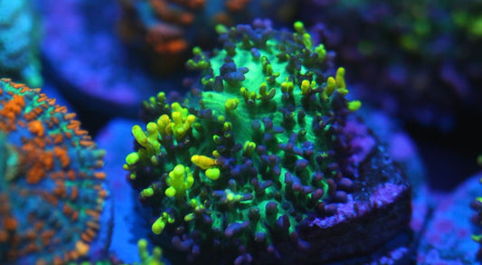 Magic Carpet Mushroom