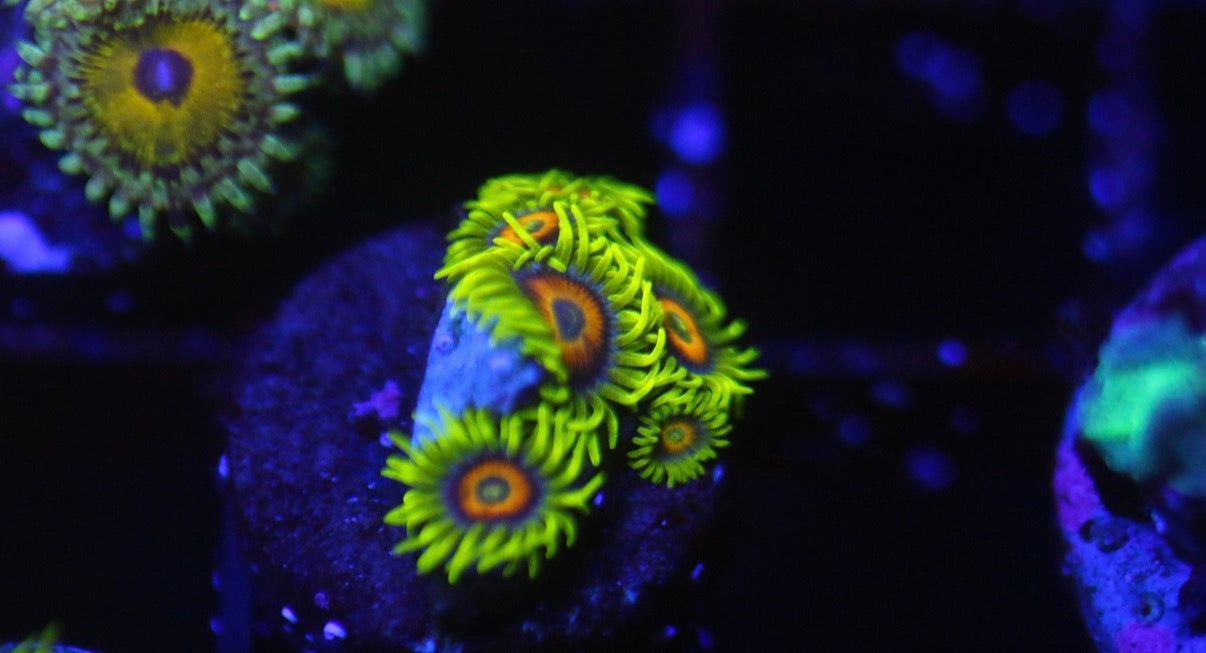 Lazy Lashes Zoa