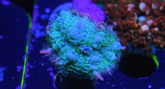 Frankenstein Mushroom