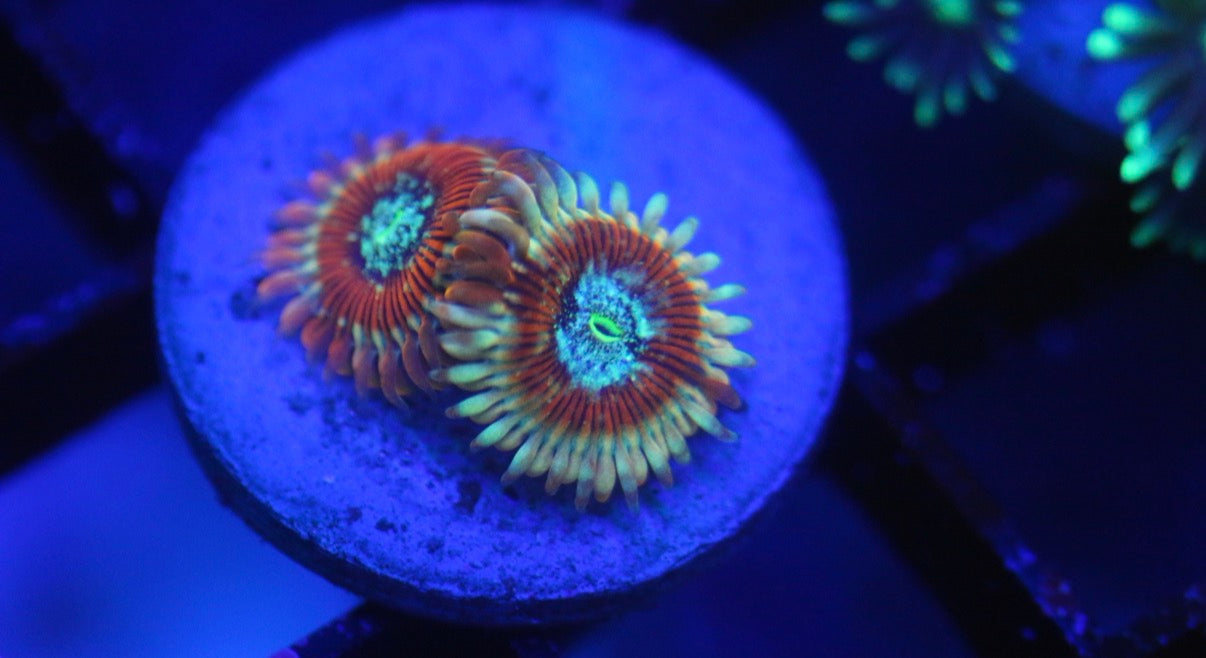 Zombie Morph Zoa